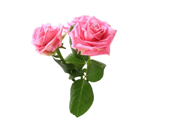 Three pink roses with leaves isolated on white background — Stock Photo, Image