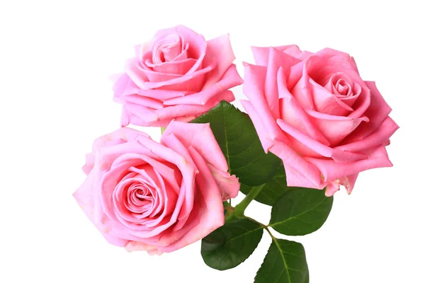 Drei rosa Rosen mit Blättern auf weißem Hintergrund — Stockfoto