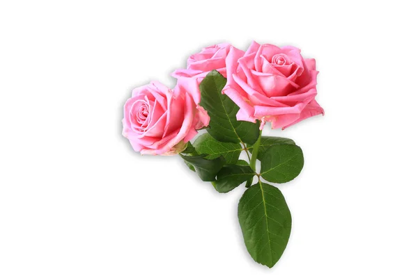 Три рожеві троянди з листям ізольовані на білому тлі — стокове фото