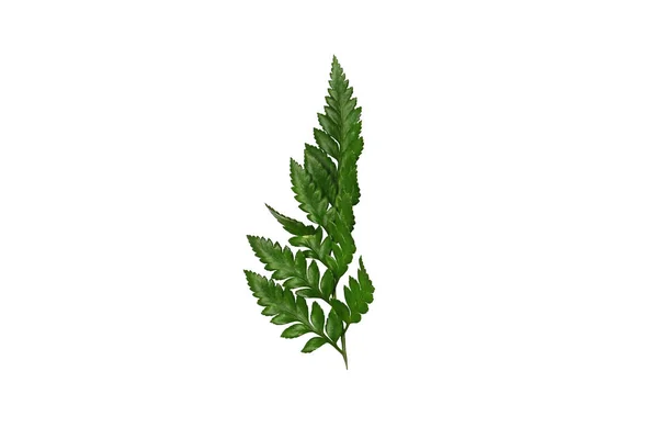 Folha verde para decoração isolada no fundo branco — Fotografia de Stock