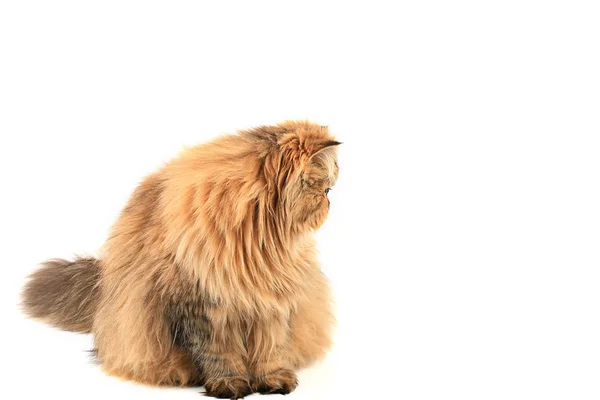 Farsça beyaz zemin üzerine izole kedi