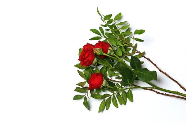 Букет из красных роз на белом фоне — стоковое фото