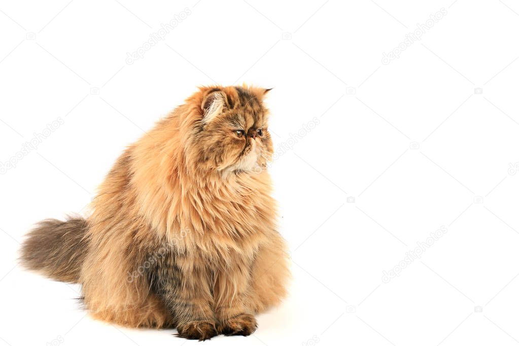 persian cat isolated on white background