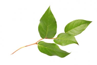 beyaz arka plan üzerinde izole gölge olmadan yeşil yaprakları ile ağaç dalı