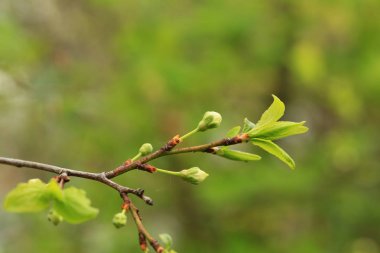 bahçede ilkbaharda bir meyve ağacı üzerinde çiçek tomurcukları