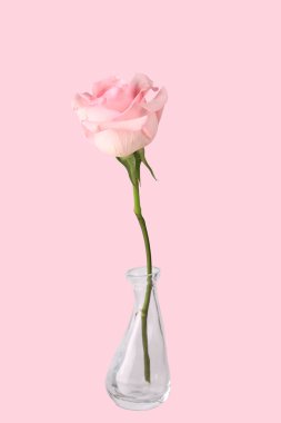 pembe gül pembe arka planda izole