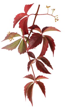 Yabani üzüm ile Sonbahar dalı beyaz arka plan üzerinde izole yaprakları