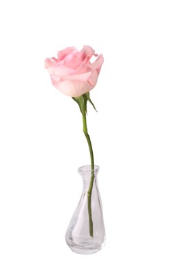 Pembe Gül beyaz arkaplanda izole edildi