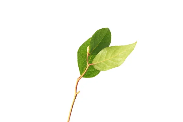 Tree branch with green leaves without shade isolated on white background — Stock Photo, Image