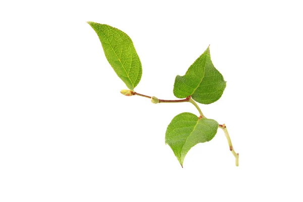 Tree branch with green leaves without shade isolated on white background — Stock Photo, Image