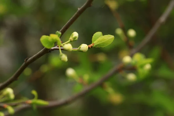 Toppen van bloemen op een fruit boom in het voorjaar in de tuin — Stockfoto