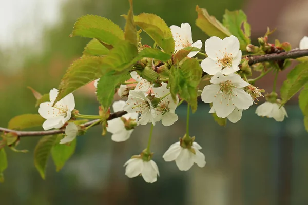 Blommande fruktträd på våren i trädgården — Stockfoto