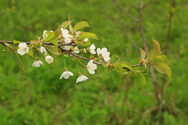 Virágzó gyümölcsfa tavasszal a kertben — Stock Fotó