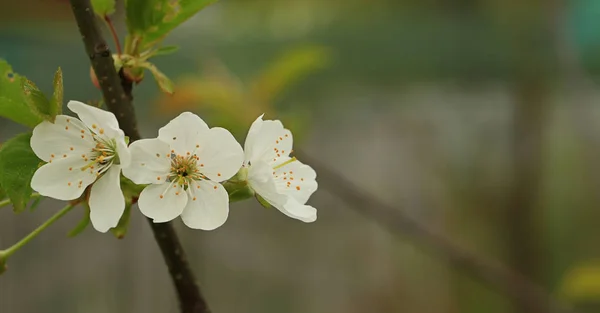 Blühender Obstbaum im Frühling im Garten — Stockfoto