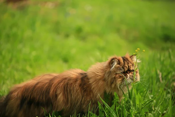Katze spaziert im Sommergarten im Gras. reinrassige Perserkatze — Stockfoto