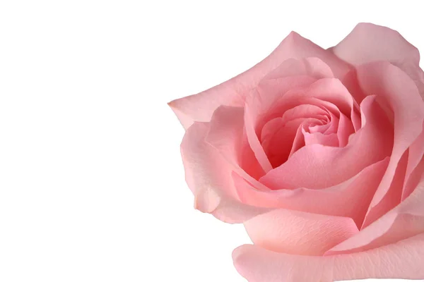 Pink rose isolated on white background — Stock Photo, Image