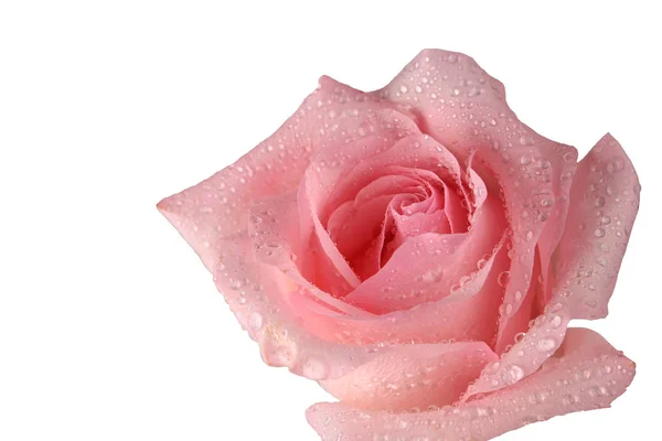 Pink Rose izolowane na białym tle — Zdjęcie stockowe