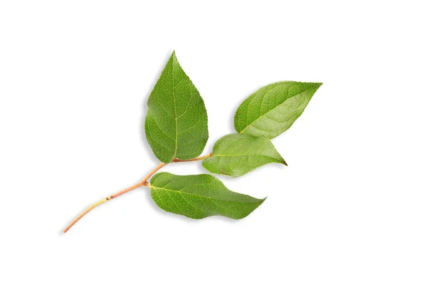 Κλαδί δέντρου με πράσινα φύλλα με σκιά απομονωμένη σε λευκό φόντο — Φωτογραφία Αρχείου