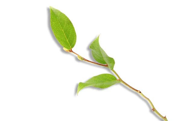 Tree branch with green leaves with shadow isolated on white background — Stock Photo, Image