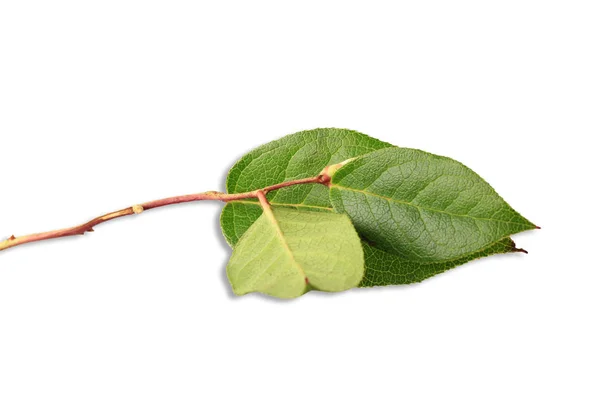 Galho de árvore com folhas verdes com sombra isolada no fundo branco — Fotografia de Stock