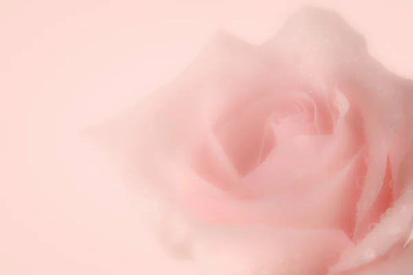 Fondo borroso con rosa rosa — Foto de Stock