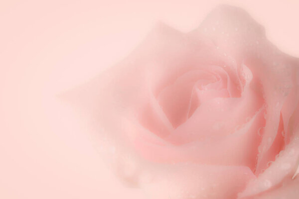 Blurred background with pink rose