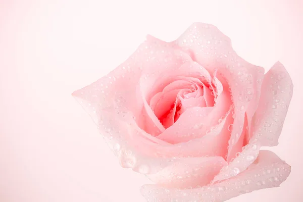 pembe gül pembe arka planda izole