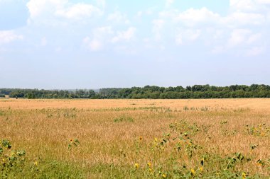 yaz bozkır manzara. alan ve mavi gökyüzü