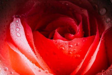 closeup çekirdek güller