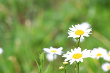 Yaz bahçesinde beyaz papatyalar