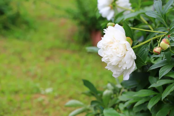 White peonies in the summer garden — Stock Photo, Image