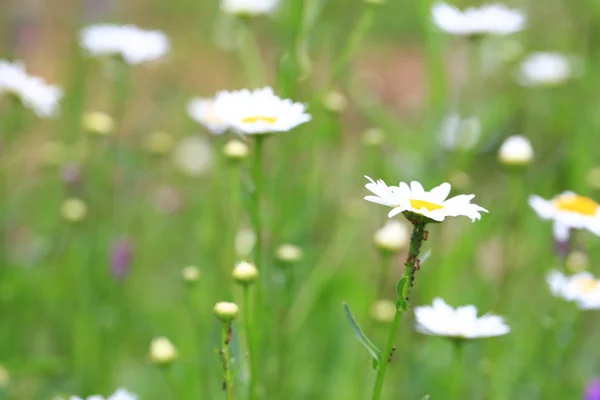 Margaridas brancas no jardim de verão — Fotografia de Stock