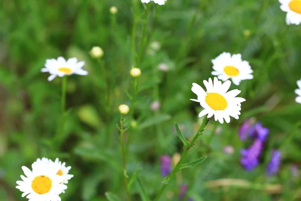 Margaridas brancas no jardim de verão — Fotografia de Stock