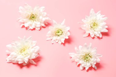 Pembe Retro arka planda beyaz krizantem. tonlu fotoğraf. çiçek arka plan