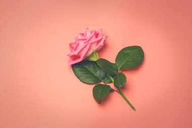 Pembe Pembe Retro arka planda yükseldi. tonlu fotoğraf