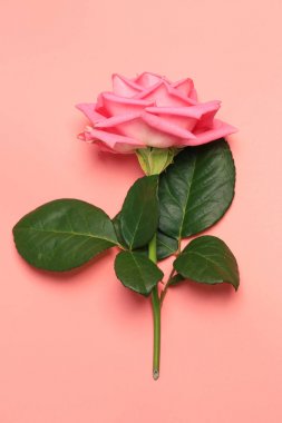 Pembe Pembe Retro arka planda yükseldi. tonlu fotoğraf