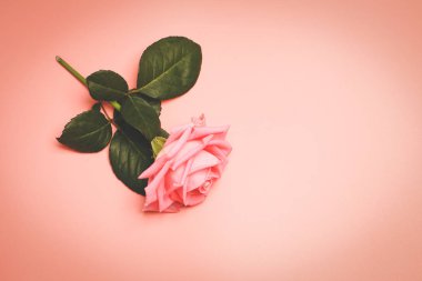 Pembe Pembe Retro arka planda yükseldi. tonlu fotoğraf