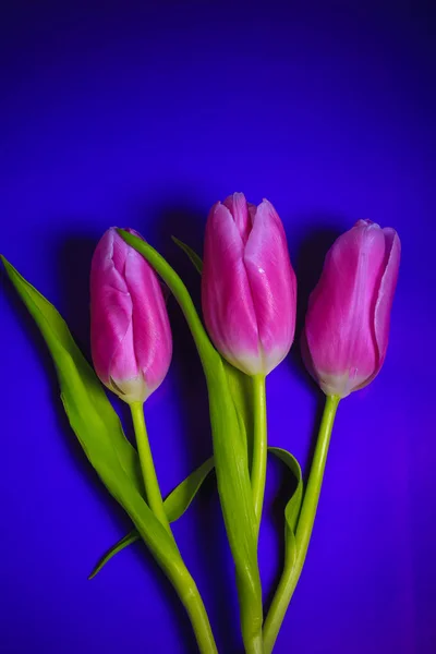 Tulips on a bright neon background. trend toned photo — Stock Photo, Image