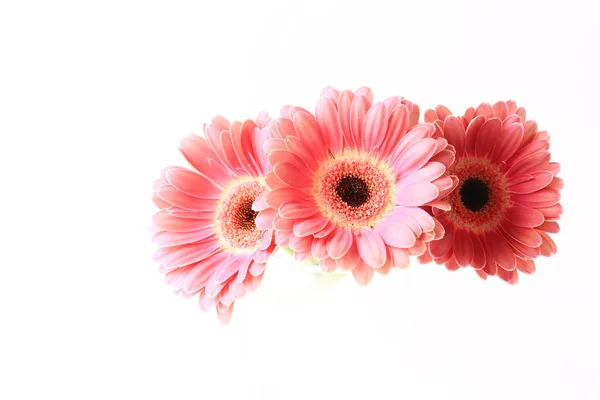 Drei Gerbera isoliert auf weißem Hintergrund — Stockfoto