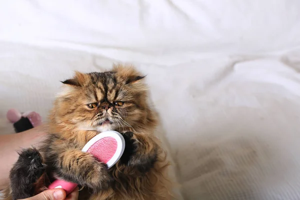 uzun saçlı kedi tarak tarak. Farsça doğurmak. Damat