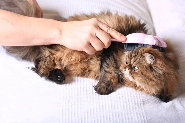 Penteando pente de gato de cabelo comprido. Raça persa. aliciamento — Fotografia de Stock