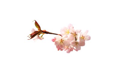 Sakura dalı beyaz arkaplanda izole edildi