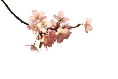 Sakura dalı beyaz arkaplanda izole edildi