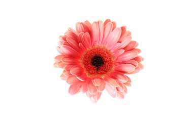 Pembe gerbera beyaz arkaplanda izole