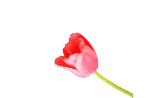 Tulipán rojo aislado sobre fondo blanco — Foto de Stock