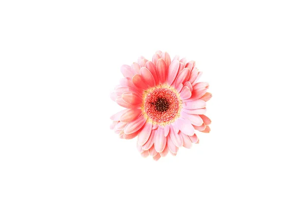 Gerbera rose isolé sur fond blanc — Photo