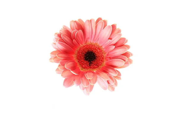 Pembe gerbera beyaz arkaplanda izole — Stok fotoğraf