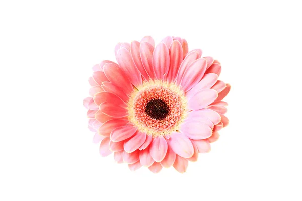 Gerbera rose isolé sur fond blanc — Photo