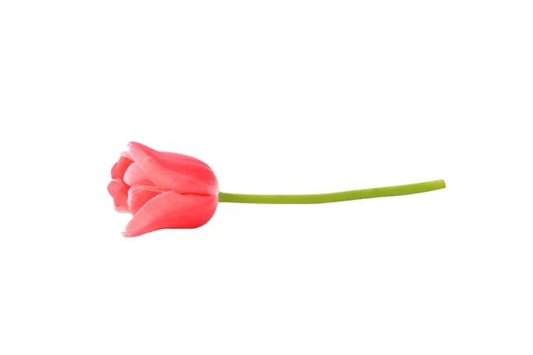 Tulipán aislado sobre fondo blanco. flor de primavera roja — Foto de Stock