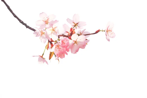 Sakura dalı beyaz arkaplanda izole edildi